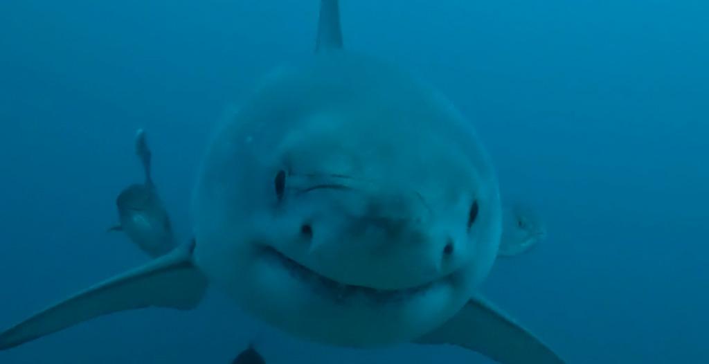 USA Researchers Spot Great White Shark Off Alabama Coast
